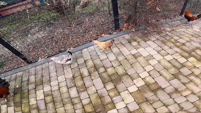 Крым| Парк Львов: Тайган | Белогорск | Crimea| Lions Park: Taygan смотреть онлайн