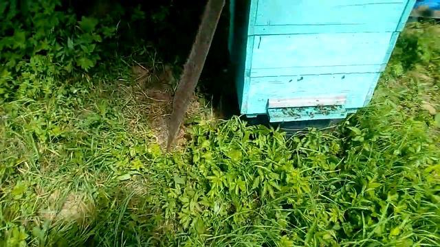 Пасека в лесу! Откуда взялась карника? смотреть онлайн