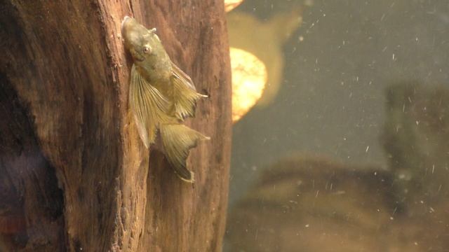 Ancistrus Green Dragon Longfin (Зелёный Дракон Вуалевый)