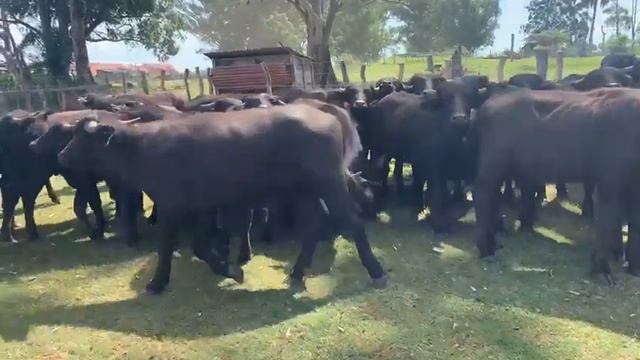 Bubillos y bubillas en Yofre, Corrientes. смотреть онлайн