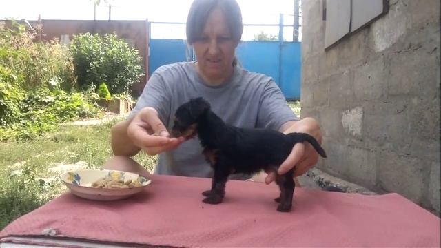 Копия видео 2015 08 29 1870 смотреть онлайн