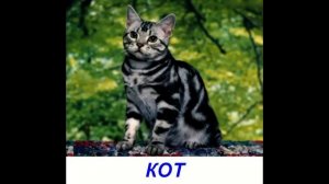 Карточки для детей - Домашние животные. Презентация по Доману.