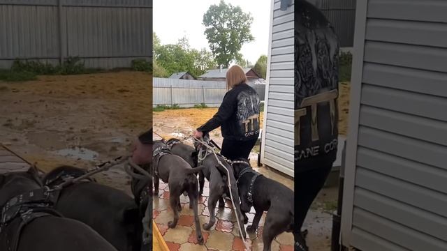 Дайте похвалюсь ???#tttt #cane #canecorso #канекорсо #canecorsoitaliano #канекорсоитальяно смотреть онлайн