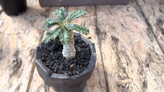 Rare succulent in handmade pot: Dorstenia lavrani ?????❤️? смотреть онлайн