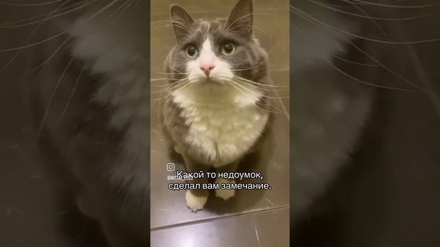 Кот учит жить, рассказывает, животные, юмор смотреть онлайн