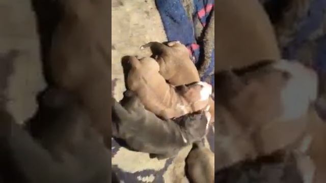pitbull dogs puppies for sell very cheap price Haryana, heavy quality Puppy смотреть онлайн