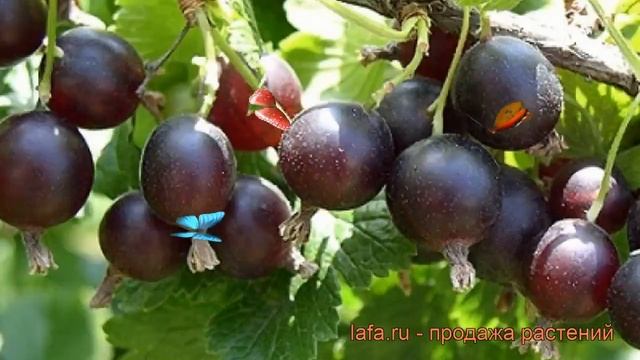 Йошта гибридный (josta) ? гибридный йошта обзор: как сажать, саженцы йошты смотреть онлайн