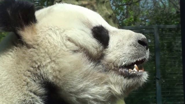 Панда Бао Бао ест крендель смотреть онлайн