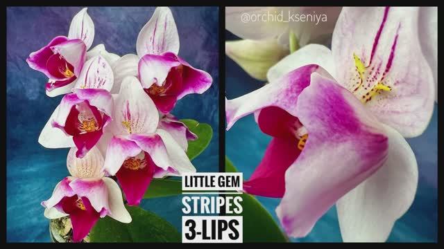 Phal. Little Gem Stripes (peloric - 3lips) 🔥 Азиатская орхидея трилипс Литтл Джем Страйпс 🌸 Обзор смотреть онлайн