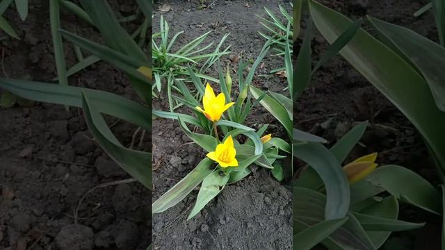 ?Первые тюльпаны зацвели? смотреть онлайн