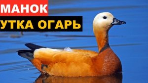 ?ЗВУК (ГОЛОС) УТКА ОГАРЬ 1