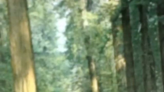 Как лоси шаховского района научились раговаривать смотреть онлайн