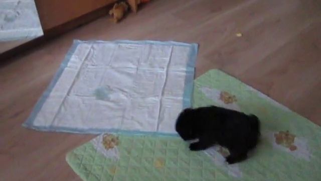 Изабелла мастер феншуя смотреть онлайн