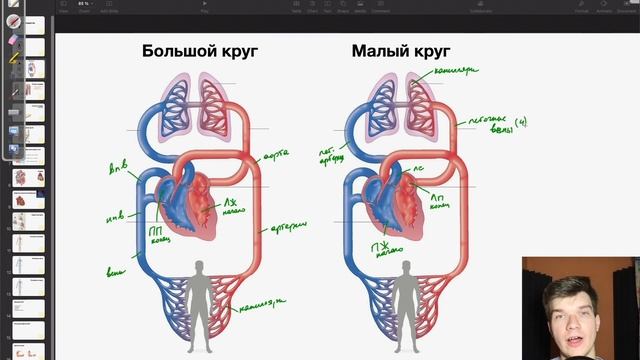 Круги кровообращения | Артерии и вены | Биология ЕГЭ смотреть онлайн