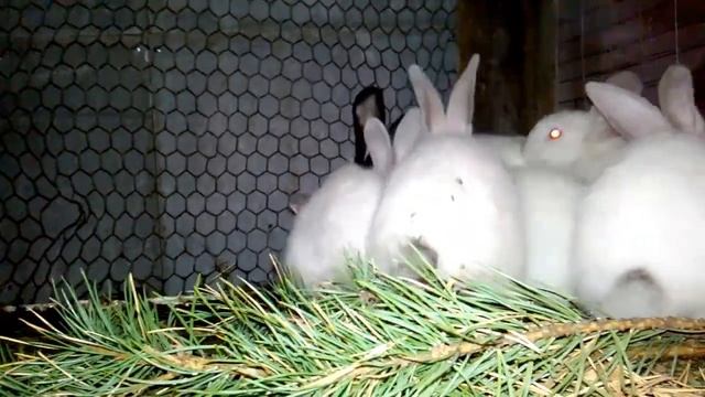 Кормление кроликов морковью, польза и вред смотреть онлайн