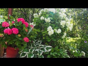 Как обрезать крупнолистную гортензию/Как готовлю ее к зимовке в горшках/22 ноября