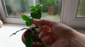 КОФЕ - КОРИЧНЕВЫЕ ЛИСТЬЯ И ДРУГИЕ ПРОБЛЕМЫ ВЫРАЩИВАНИЯ