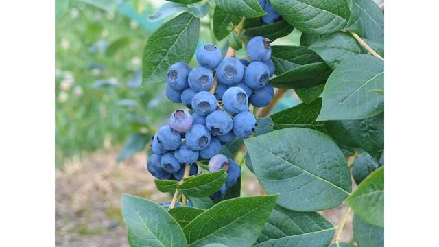 Сорт голубики американской Блюкроп смотреть онлайн