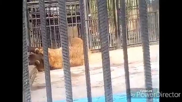 Влог : Красноярск , зоопарк , река Енисей красота , тигр , медведь , жираф , +18 смотреть онлайн
