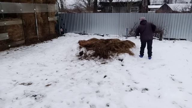 Так проходит деревенский ДЕНЬ! Освежаю сарай для коров к Новому Году? смотреть онлайн