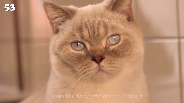 0 - 100 Cat Years смотреть онлайн