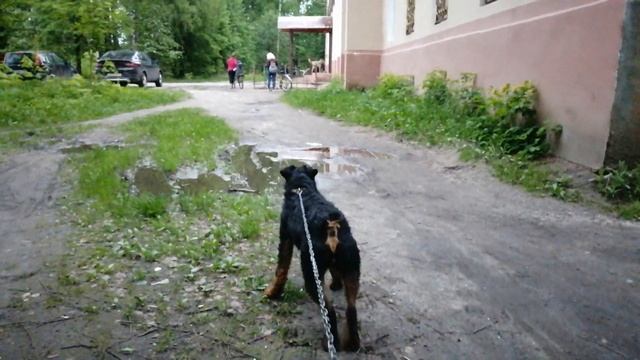 Пёс решил не связываться с ягдтерьером) смотреть онлайн