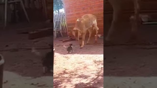 Прикол кошка ударила лапой корову по морде, это очень смешно!!?????????????? смотреть онлайн