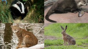 Учим диких животных, слушаем их звуки. Развивающий мультик.