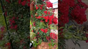 плетистая роза Субра