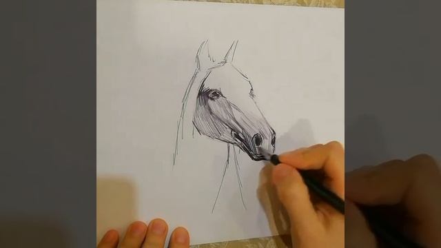 Как нарисовать лошадь ручкой? ? смотреть онлайн