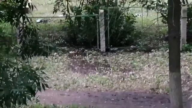 Как помыть решётку для гриля? /Шутка... смотреть онлайн
