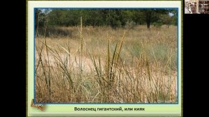 Растительный мир пустынь