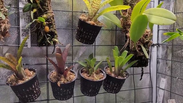 Black Friday Haul Nepenthes, Orchids and other Plants Update смотреть онлайн