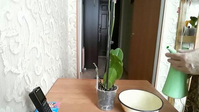 Моя новинка,подарок к 8 Марта.Первый полив.