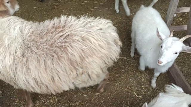 Новый загон для Овец и баранов смотреть онлайн