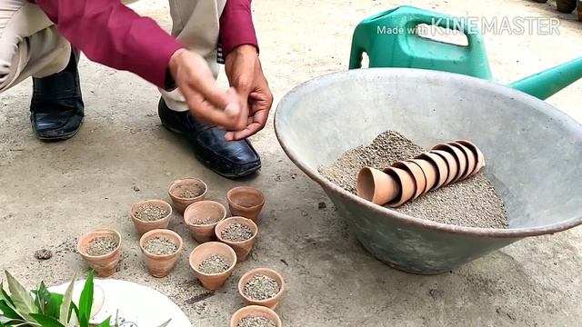 Grow Best Flowering Hedging Plant Eranthemum from Cuttings. смотреть онлайн