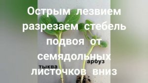 Прививка арбуза на лагенарию. Что, зачем и как?
