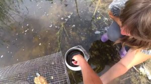 Удачный улов в катиску\/сравнение катисок\/финская катиска