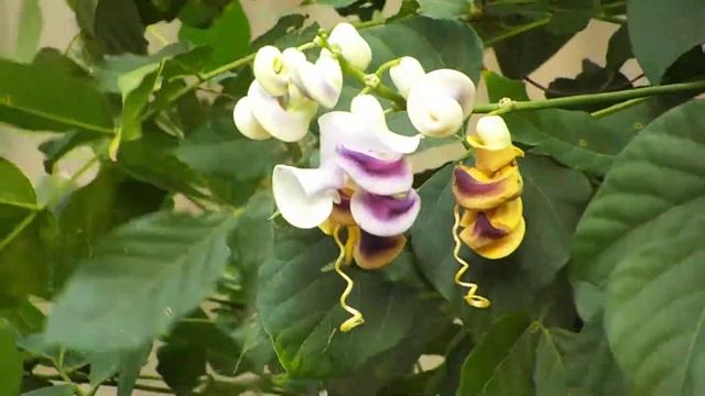 Vigna In The Wind смотреть онлайн