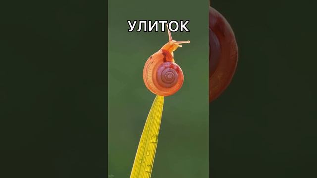 Ханафитский мазхаб 700 511 Важно знать все Мусульманам sos Ислам это религия милости и сострадани смотреть онлайн