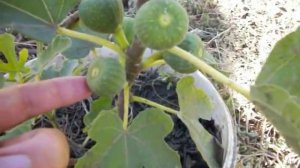 Инжир. Способы выращивания.  Три этапа.