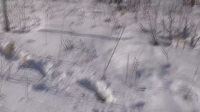 Встретил табун... Лосей ! Март смотреть онлайн