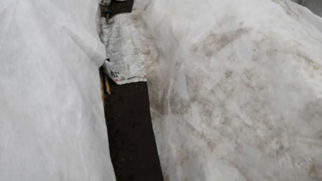 Как защитить рассаду от холодов в НЕ ОТАПЛИВАЕМОЙ ТЕЛИЦЕ, немного о теплице "капелька" смотреть онлайн