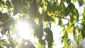 Молитва-славление Роду