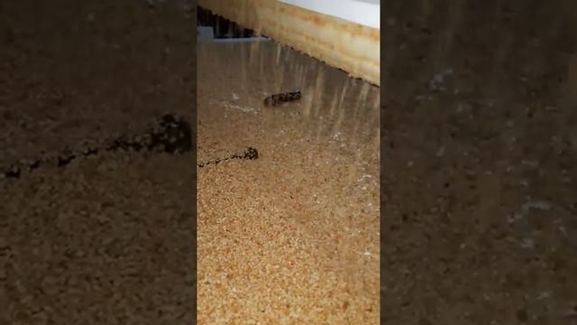 Автоматическая посыпка дробленным орехом смотреть онлайн