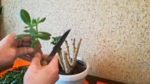 Беспощадная обрезка денежного дерева.Толстянка/Крассула/Часть-1