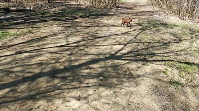 Цвергпинчер. Плюсы и минусы породы.