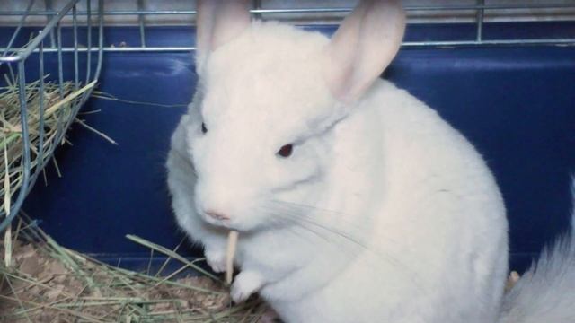 Шиншилла не ест корм (гранулят) - что делать? смотреть онлайн