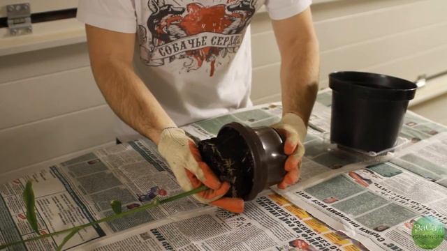 Пересадка подросшего имбиря смотреть онлайн