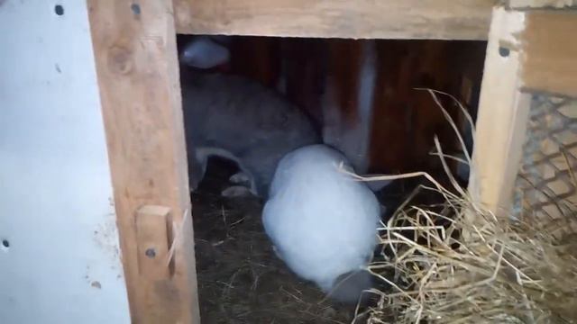 Спаривание кроликов смотреть онлайн